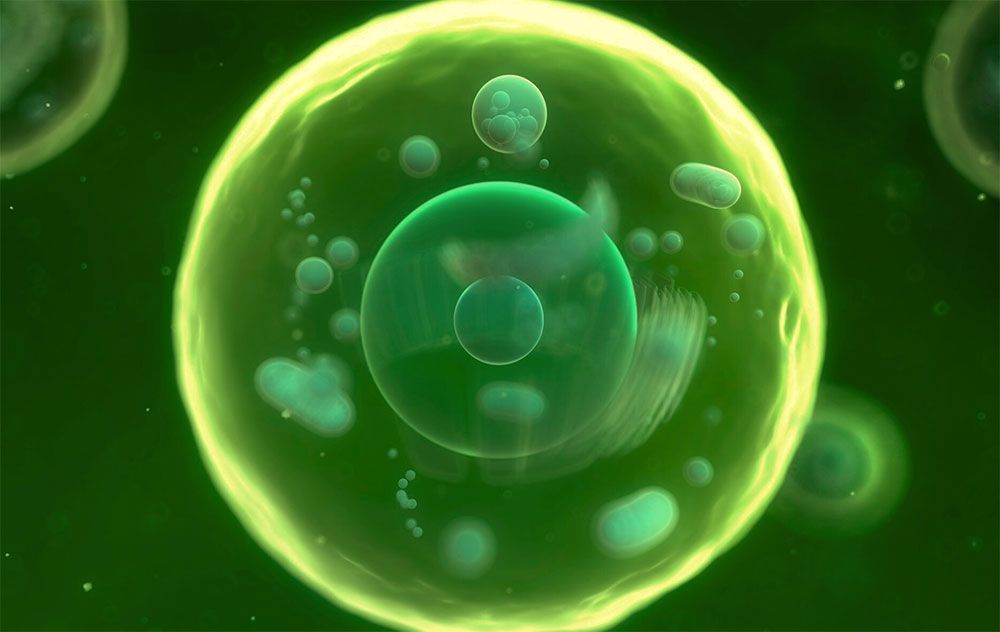 3D Cell Culture
