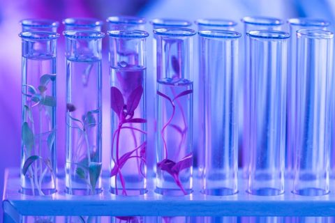 test-tubes-biotechnology-laborat